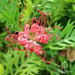 Grevillea Ned Kelly 22 Grevillea Ned Kelly -Outdoor Garden Care apo ned kelly flower and leaf