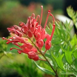 Grevillea Ned Kelly 18 Grevillea Ned Kelly -Outdoor Garden Care apo ned kelly flower leaf