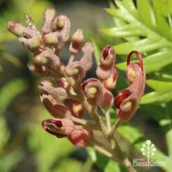 Grevillea Ned Kelly 20 Grevillea Ned Kelly -Outdoor Garden Care apo ned kelly flowerbud