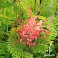Grevillea Ned Kelly 25 Grevillea Ned Kelly -Outdoor Garden Care apo ned kelly grevillea flower open