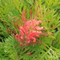Grevillea Ned Kelly 16 Grevillea Ned Kelly -Outdoor Garden Care apo ned kelly grevillea flower2