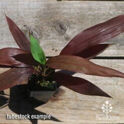 Cordyline Fruticosa Negra -Outdoor Garden Care apo negra cordyline tubestock top