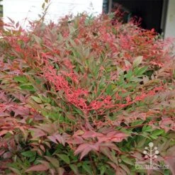 Nandina Obsession -Outdoor Garden Care apo obsession new growth