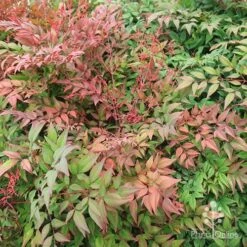 Nandina Obsession -Outdoor Garden Care apo obsession spring shades