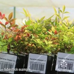 Nandina Obsession -Outdoor Garden Care apo obsession tubestock plants