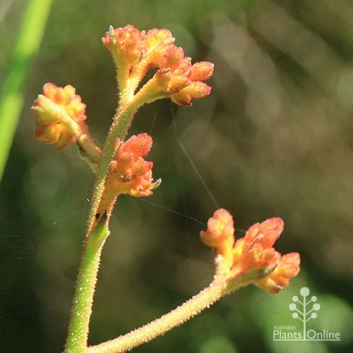 Anigozanthos Orange Cross - Kangaroo Paw 4 Anigozanthos Orange Cross - Kangaroo Paw - Image 4