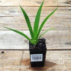 Anigozanthos Orange Cross - Kangaroo Paw 11 Anigozanthos Orange Cross - Kangaroo Paw -Outdoor Garden Care apo orange cross kangaroo paw tubestock