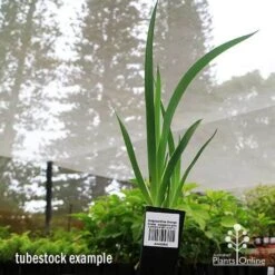 Anigozanthos Orange Cross - Kangaroo Paw 17 Anigozanthos Orange Cross - Kangaroo Paw -Outdoor Garden Care apo orange cross tubestock