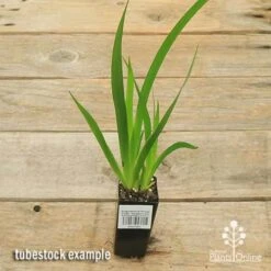 Anigozanthos Orange Cross - Kangaroo Paw 13 Anigozanthos Orange Cross - Kangaroo Paw -Outdoor Garden Care apo orange cross tubestock top