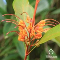 Grevillea Orange Marmalade 29 Grevillea Orange Marmalade -Outdoor Garden Care apo orange marmalade flower closeup