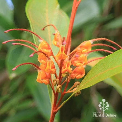 Grevillea Orange Marmalade 11 Grevillea Orange Marmalade - Image 11