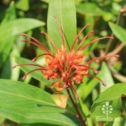 Grevillea Orange Marmalade 31 Grevillea Orange Marmalade -Outdoor Garden Care apo orange marmalade grevillea flower above