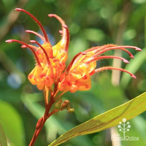 Grevillea Orange Marmalade 16 Grevillea Orange Marmalade - Image 16