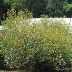 Grevillea Orange Marmalade 33 Grevillea Orange Marmalade -Outdoor Garden Care apo orange marmalade in nursery