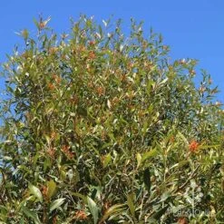 Grevillea Orange Marmalade 22 Grevillea Orange Marmalade -Outdoor Garden Care apo orange marmalade nursery bank2