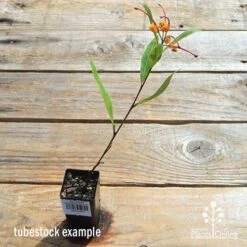 Grevillea Orange Marmalade 32 Grevillea Orange Marmalade -Outdoor Garden Care apo orange marmalade tubetock flowering