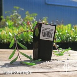 Featured Products -Outdoor Garden Care apo othonna ruby necklace tubestock