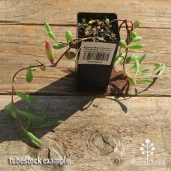 Othonna Ruby Necklace - Little Pickles - Succulent 11 Othonna Ruby Necklace - Little Pickles - Succulent -Outdoor Garden Care apo othonna ruby necklace tubestock top