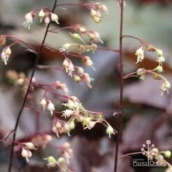 Heuchera Palace Purple - Coral Bells -Outdoor Garden Care apo palace purple heuchera flowers