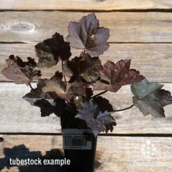 Heuchera Palace Purple - Coral Bells -Outdoor Garden Care apo palace purple heuchera tubestock top