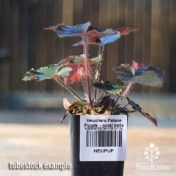 Heuchera Palace Purple - Coral Bells -Outdoor Garden Care apo palace purple tubestock
