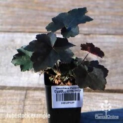 Heuchera Palace Purple - Coral Bells -Outdoor Garden Care apo palace purple tubestock top