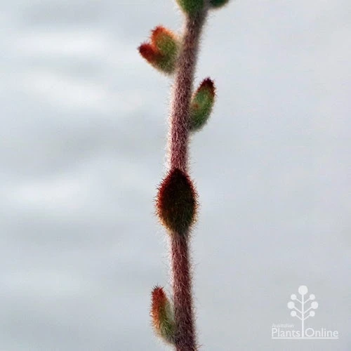 Kalanchoe Tomentosa – Panda Plant - Succulent 11 Kalanchoe Tomentosa – Panda Plant - Succulent - Image 11