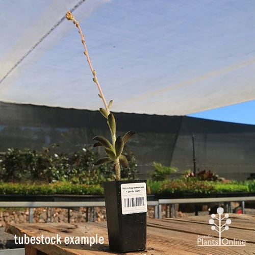 Kalanchoe Tomentosa – Panda Plant - Succulent 5 Kalanchoe Tomentosa – Panda Plant - Succulent - Image 5