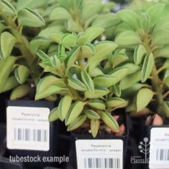 Peperomia Dolabriformis - Prayer Pepper - Succulent -Outdoor Garden Care apo peperomia dolab tubestock