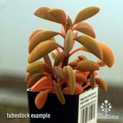 Peperomia Dolabriformis - Prayer Pepper - Succulent -Outdoor Garden Care apo peperomia dolabrifolia winter colour