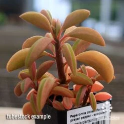 Peperomia Dolabriformis - Prayer Pepper - Succulent -Outdoor Garden Care apo peperomia dolabriformis winter colour