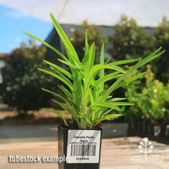Dianella Petite Marie 12 Dianella Petite Marie -Outdoor Garden Care apo petite marie dianella tubestock