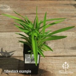 Dianella Petite Marie 13 Dianella Petite Marie -Outdoor Garden Care apo petite marie dianella tubestock top