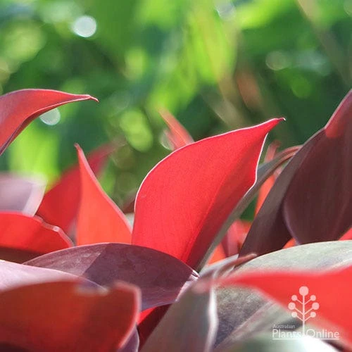 Philodendron Prince Of Orange 5 Philodendron Prince Of Orange - Image 5