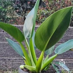 Philodendron Fat Boy 8 Philodendron Fat Boy -Outdoor Garden Care apo philodendron fat boy mature