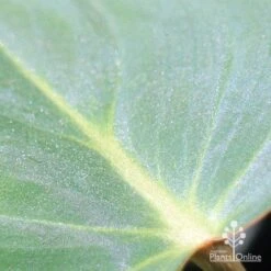 Philodendron Gloriosum - Velvet Philodendron -Outdoor Garden Care apo philodendron gloriosum glittery