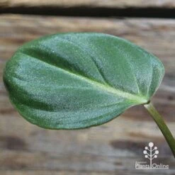 Philodendron Gloriosum - Velvet Philodendron -Outdoor Garden Care apo philodendron gloriosum sparkly leaf