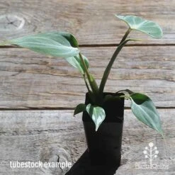 Philodendron Gloriosum - Velvet Philodendron -Outdoor Garden Care apo philodendron gloriosum tubestock