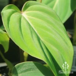 Philodendron Gloriosum - Velvet Philodendron -Outdoor Garden Care apo philodendron gloriosum velvety