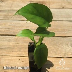 Philodendron Minima - Mini Monstera 13 Philodendron Minima - Mini Monstera -Outdoor Garden Care apo philodendron minima tubestock