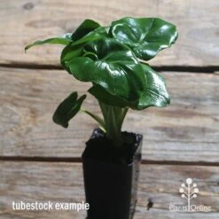Philodendron Super Atom 16 Philodendron Super Atom -Outdoor Garden Care apo philodendron super atom tubestock