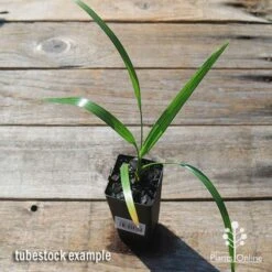 Phoenix Roebelenii - Dwarf Date Palm -Outdoor Garden Care apo phoenix palm tubestock top 1