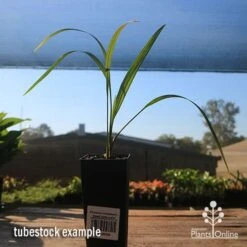 Phoenix Roebelenii - Dwarf Date Palm -Outdoor Garden Care apo phoenix palm tubestock 1