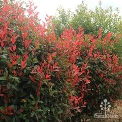 Photinia Red Robin -Outdoor Garden Care apo photinia hedge offices