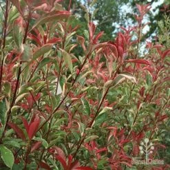 Photinia Pink Marble -Outdoor Garden Care apo photinia pink marble hedge nursery