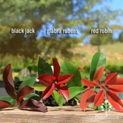 Photinia Red Robin -Outdoor Garden Care apo photinia trio compare