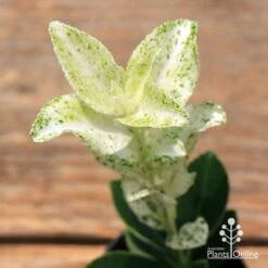 Euonymus Pierrolino - Variegated Spindle 20 Euonymus Pierrolino - Variegated Spindle -Outdoor Garden Care apo pierrolino euonymus 1