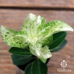 Euonymus Pierrolino - Variegated Spindle 23 Euonymus Pierrolino - Variegated Spindle -Outdoor Garden Care apo pierrolino euonymus 2