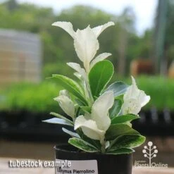 Euonymus Pierrolino - Variegated Spindle 17 Euonymus Pierrolino - Variegated Spindle -Outdoor Garden Care apo pierrolino euonymus tubestock