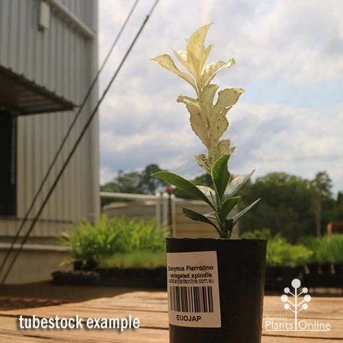 Euonymus Pierrolino - Variegated Spindle 13 Euonymus Pierrolino - Variegated Spindle - Image 13